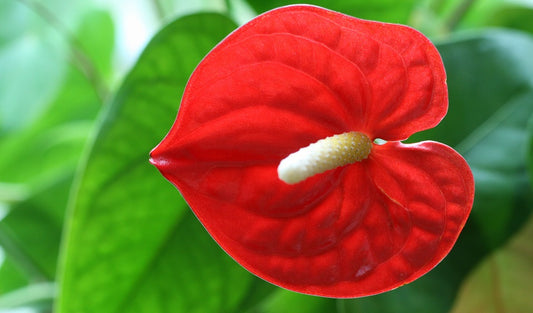 Mon Jardin Tropical- Anthurium - langue de feu - Anthurium andraeanum, Langue de feu, plante intérieur et jardin