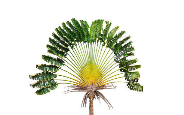 Mon Jardin Tropical- 5 graines fraîches de Ravenala Madagascariensis - palmier du voyageur - graines de jardin - graines de palmier - arbre du voyageur