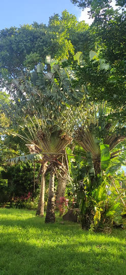 Mon Jardin Tropical- 5 graines fraîches de Ravenala Madagascariensis - palmier du voyageur - graines de jardin - graines de palmier - arbre du voyageur