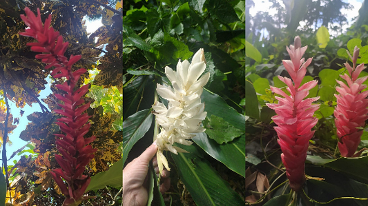 Mon Jardin Tropical- Lot 3 inflorescences/rhyzomes Alpinia rose/rouge/blanche - alpinia purpurata -Alpinia grandis, Guillainia novo-ebudica, Guillainia purpurata
