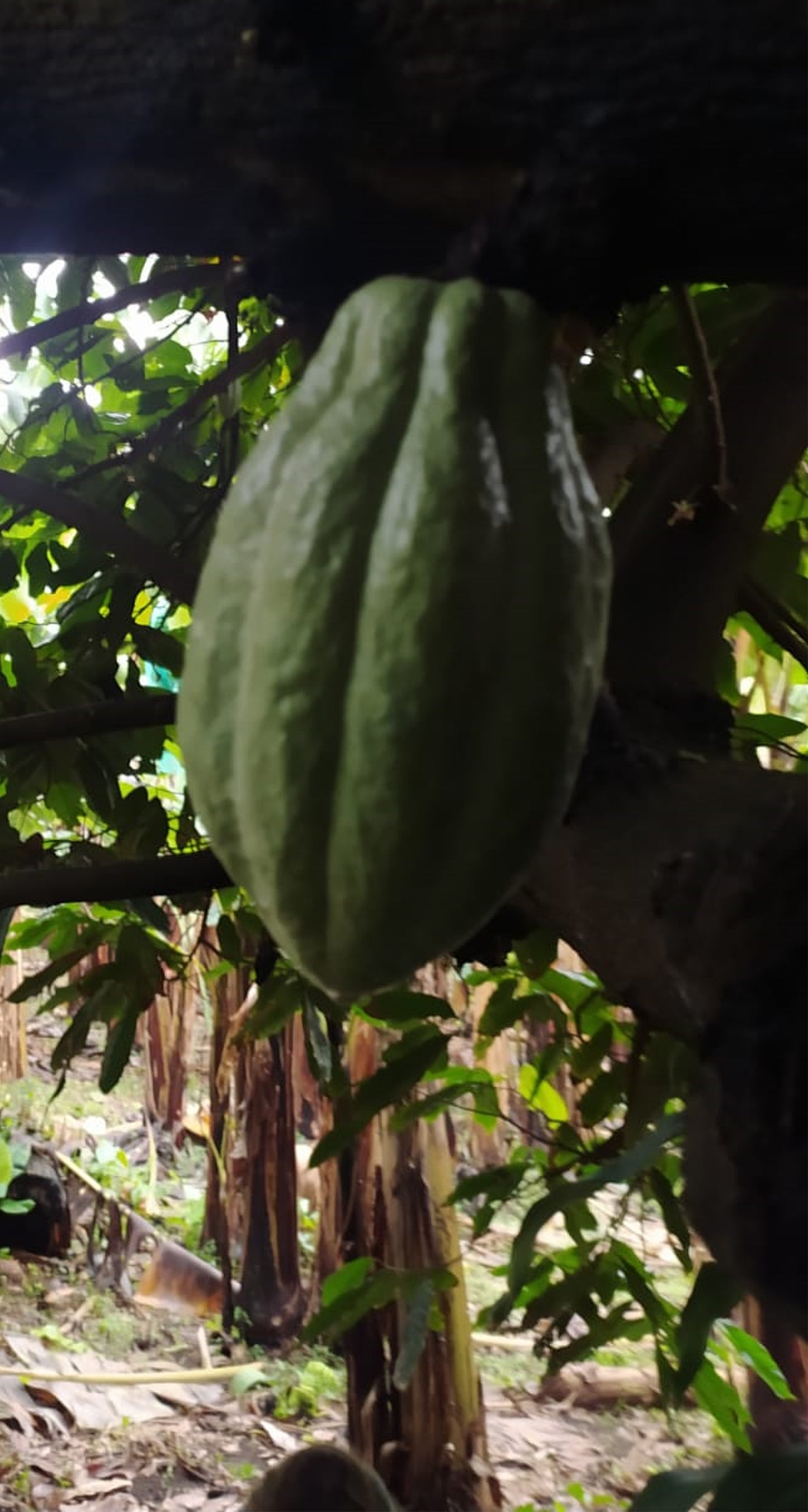 Pied de cacaoyer - theobroma cacao-  Cacaoyer jaune - Kako - tchocolatl - Arbre à chocolat - Chocolate tree - chocolate - guadeloupe