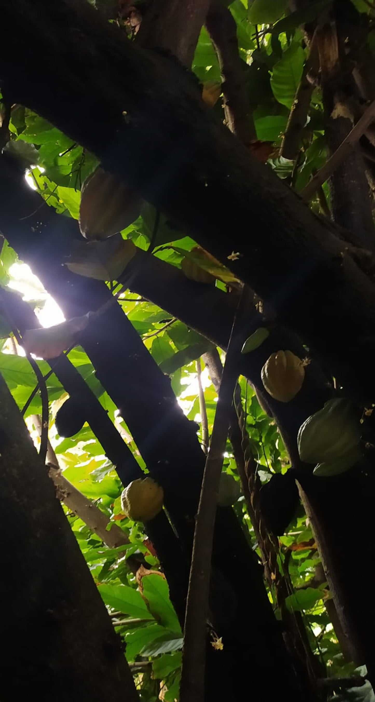 Mon Jardin Tropical- Graines de cacaoyer orange de Guadeloupe - Trinitario, cacao orange - Arbre à chocolat - fresh cocoa seed - coco seeds - fèves de cacao