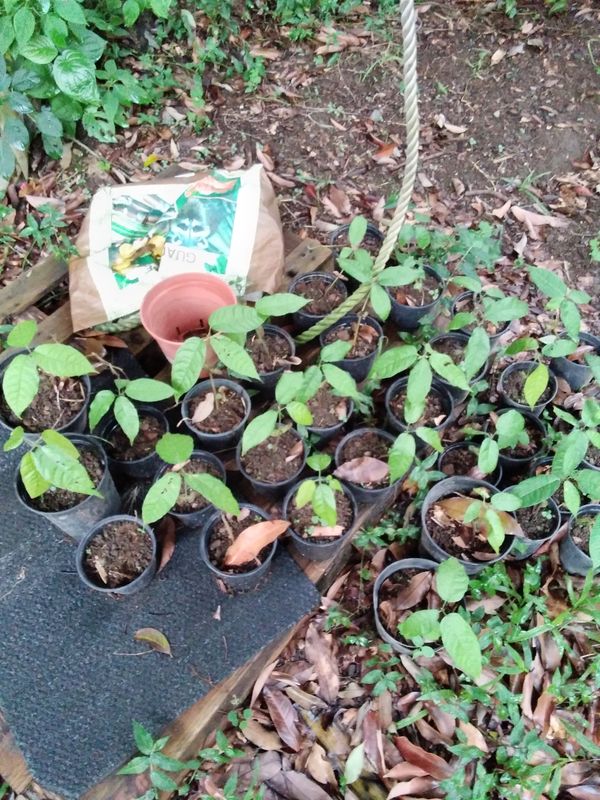 Pied de cacaoyer - theobroma cacao-  Cacaoyer jaune - Kako - tchocolatl - Arbre à chocolat - Chocolate tree - chocolate - guadeloupe