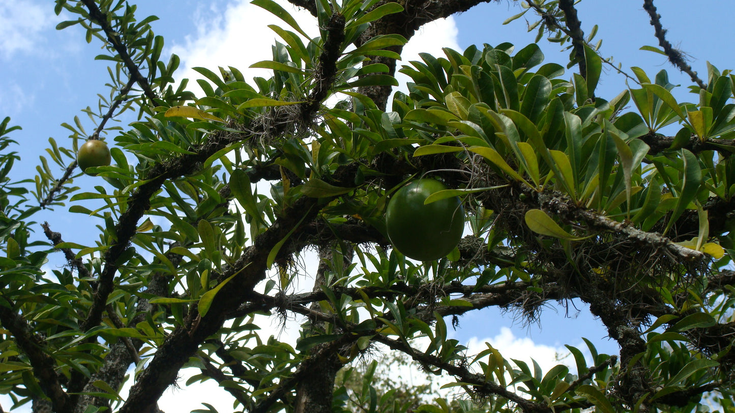Mon Jardin Tropical- Graines de calebasse - Crescentia cujete - graine de calebassier rondes - calabasa, guira, totuma, guadeloupe