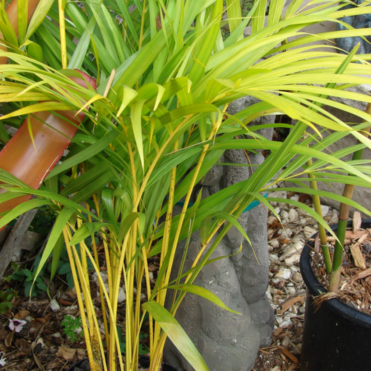 Mon Jardin Tropical- Graines de palmier multipliant Guadeloupe - Chrysalidocarpus - chrysalidocarpus-lutescens - Areca Lutescens,  - Palmier multipliant