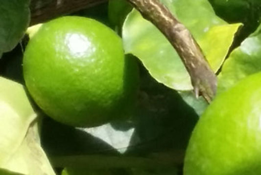 5 Graines de citron vert créoles guadeloupe - limetier ou citrus aurantifolia - citron vert - punch - graines à semer-Mon Jardin Tropical-