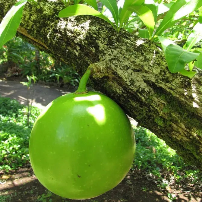 Mon Jardin Tropical- Graines de calebasse - Crescentia cujete - graine de calebassier rondes - calabasa, guira, totuma, guadeloupe