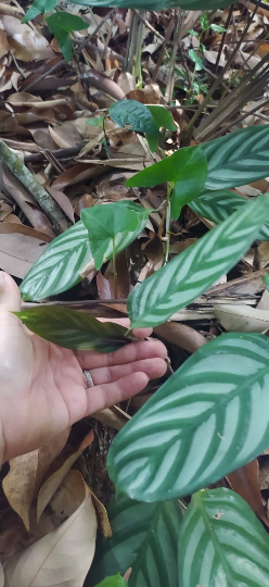 Mon Jardin Tropical- Pieds de CALATHEA Oppenheimiana - Plante paon - Zebra Plant-  feuilles zébrées vertes et blanche /couleur  violette - plantes tropicales -