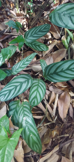 Mon Jardin Tropical- Pieds de CALATHEA Oppenheimiana - Plante paon - Zebra Plant-  feuilles zébrées vertes et blanche /couleur  violette - plantes tropicales -