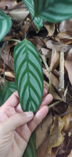 Mon Jardin Tropical- Pieds de CALATHEA Oppenheimiana - Plante paon - Zebra Plant-  feuilles zébrées vertes et blanche /couleur  violette - plantes tropicales -