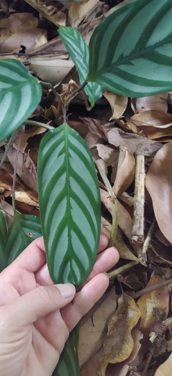 Mon Jardin Tropical- Pieds de CALATHEA Oppenheimiana - Plante paon - Zebra Plant-  feuilles zébrées vertes et blanche /couleur  violette - plantes tropicales -