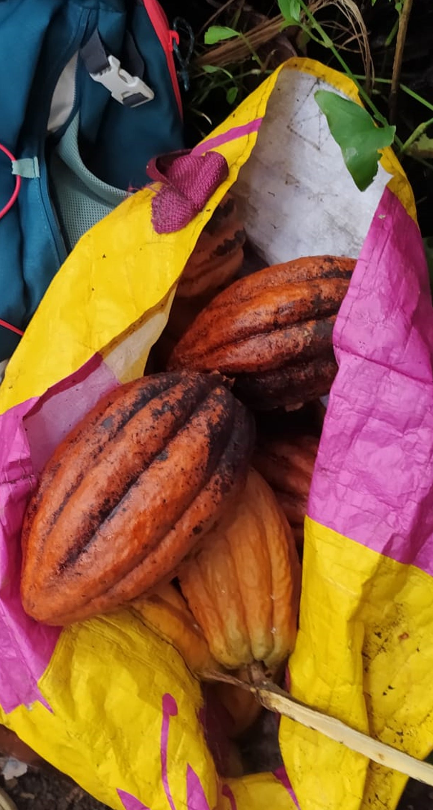 Mon Jardin Tropical- Graines de cacaoyer orange de Guadeloupe - Trinitario, cacao orange - Arbre à chocolat - fresh cocoa seed - coco seeds - fèves de cacao