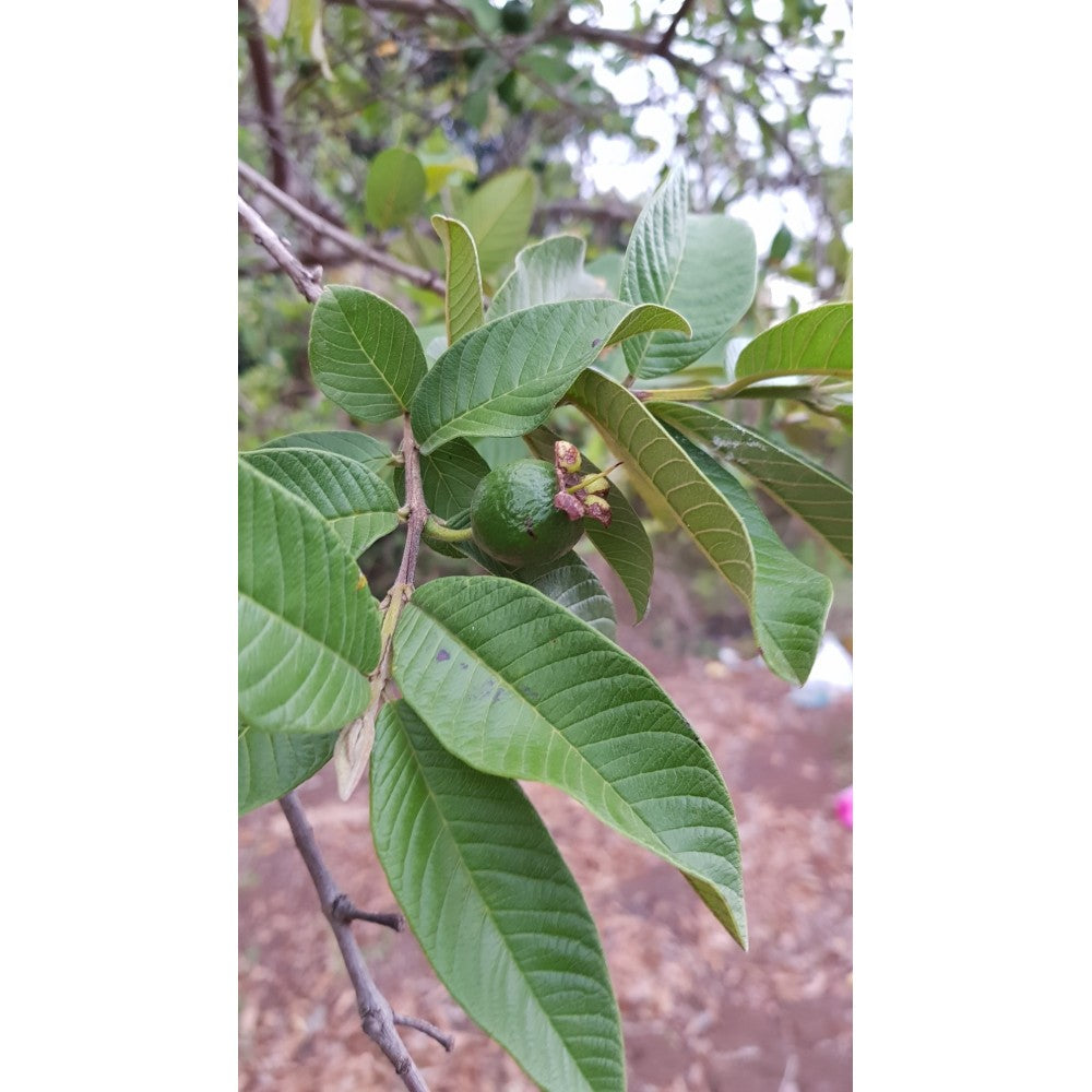 20 Graines de goyave à Chair rose- Guava - Psidium guajava - graines à planter- graines à germer- semis - graines exotiques-Guadeloupe -Mon Jardin Tropical-