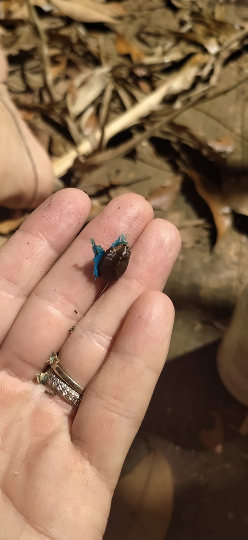 Mon Jardin Tropical- 5 graines fraîches de Ravenala Madagascariensis - palmier du voyageur - graines de jardin - graines de palmier - arbre du voyageur