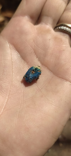 Mon Jardin Tropical- 5 graines fraîches de Ravenala Madagascariensis - palmier du voyageur - graines de jardin - graines de palmier - arbre du voyageur