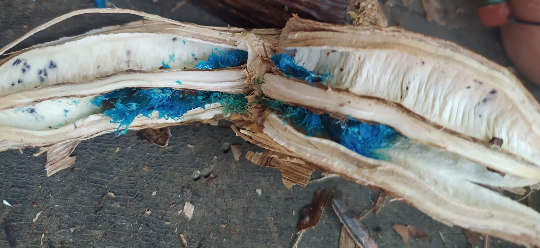 Mon Jardin Tropical- 5 graines fraîches de Ravenala Madagascariensis - palmier du voyageur - graines de jardin - graines de palmier - arbre du voyageur