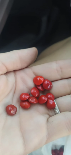 Mon Jardin Tropical- Graines l'église, adenanthera pavonina, graines l'église rouge, arbre à réglisse, grenn légliz, bead tree, coral bean tree, coralwood,Bois d'Eglise (grenn l'égliz)