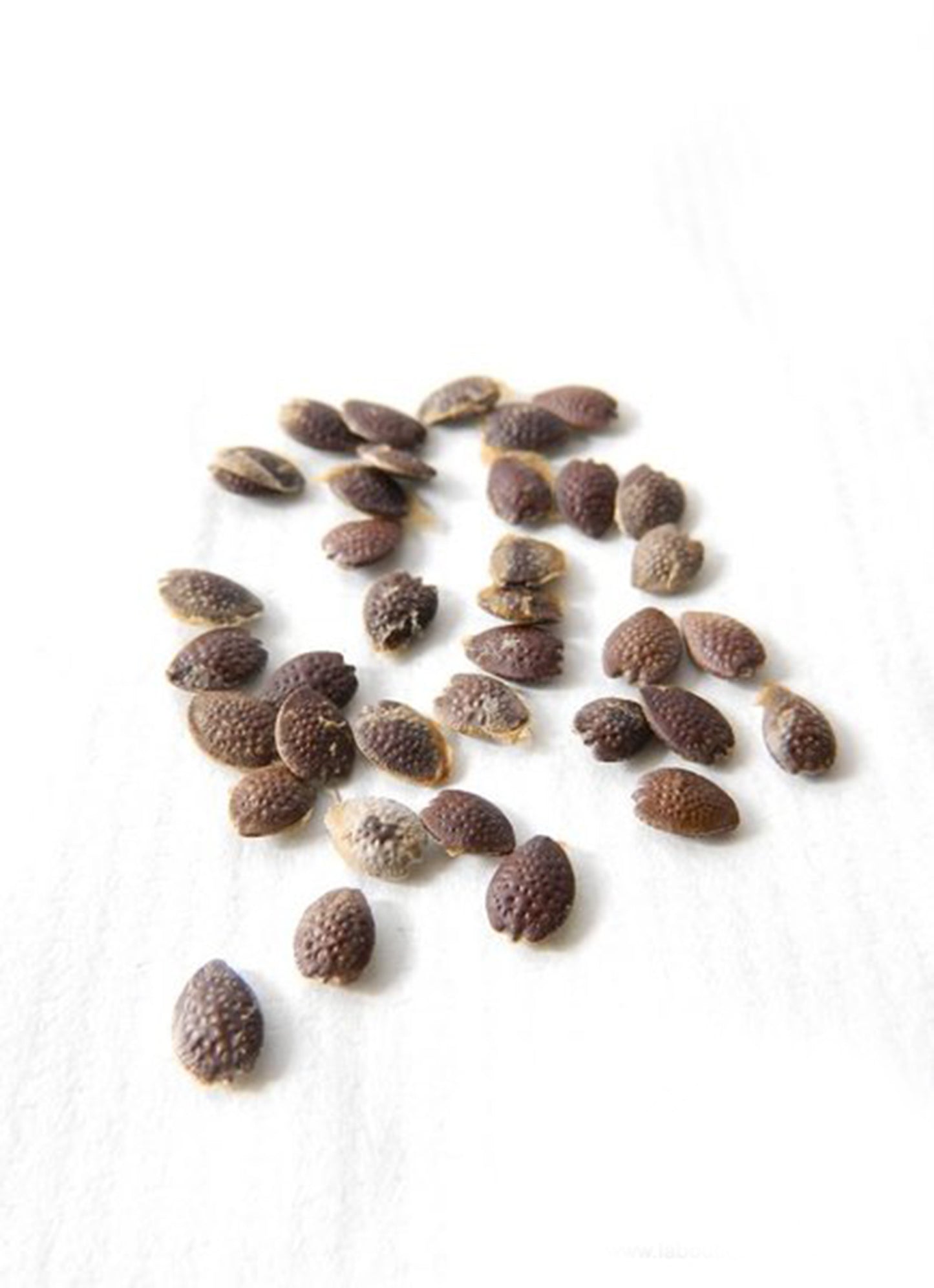 Mon Jardin Tropical- Graines de plantes exotiques maracudja - graines de fruit de la passion - graines à semer - graines à planter pour semis - liane maracuja - passion fruit