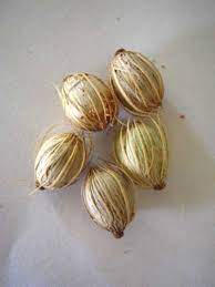 Mon Jardin Tropical- Graines palmier royal nain - 'Adonidia Merrili ou Veitchia Merrili- arbre de noël - plantes sachet 5/10/15  graines - palmier de noël-arec d'inde