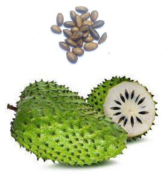 Mon Jardin Tropical- Graines de corossol Guadeloupe - graine de corossol a planter - Fruit corossol -Annona muricata pour le jardin potager, graines de guanabana