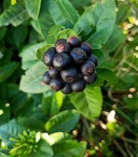 5 Graines d'ixora - Ixora coccinea- Hortensia du Japon - arbre torche - flamme de la jungle -Mon Jardin Tropical- -Jungle Flame