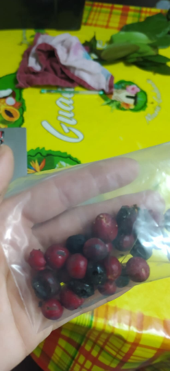 5 Graines d'ixora - Ixora coccinea- Hortensia du Japon - arbre torche - flamme de la jungle -Mon Jardin Tropical- -Jungle Flame