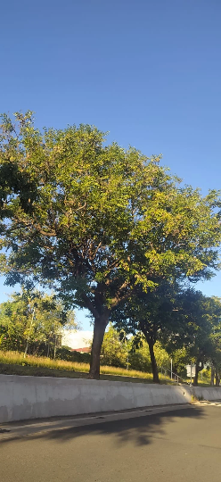 Mon Jardin Tropical- Graines l'église, adenanthera pavonina, graines l'église rouge, arbre à réglisse, grenn légliz, bead tree, coral bean tree, coralwood,Bois d'Eglise (grenn l'égliz)
