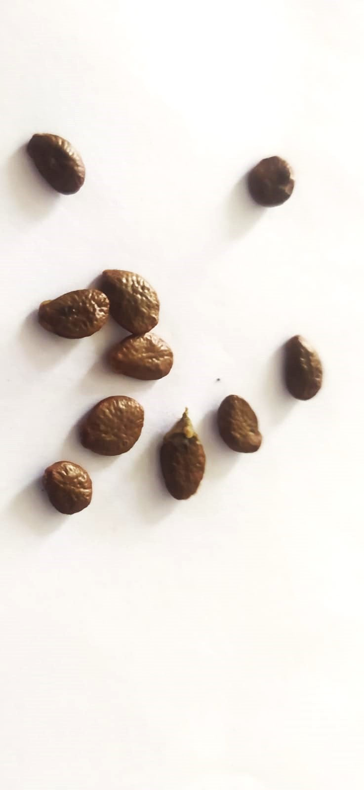 10 graines Ylang Ylang, Arbre de Cananga odorata Arbre à parfum, Kenangaw, Ilang-Ilang,Arbre à huile de Macassar, Graines d’Ylang-Ylangbaum-Mon Jardin Tropical-