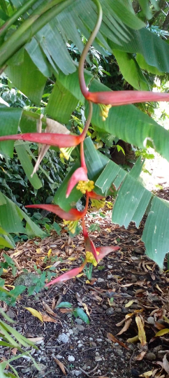 Mon Jardin Tropical- 5 Graines heliconia pince de homard - Pince de homard orange - Heliconia chartacea x platystachys - graines « plante » rares - pince de crabe, pince de homard suspendue, fleur de perroquet