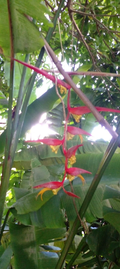 Mon Jardin Tropical- 5 Graines heliconia pince de homard - Pince de homard orange - Heliconia chartacea x platystachys - graines « plante » rares - pince de crabe, pince de homard suspendue, fleur de perroquet