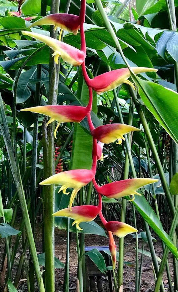 Mon Jardin Tropical- 5 Graines heliconia pince de homard - Pince de homard orange - Heliconia chartacea x platystachys - graines « plante » rares - pince de crabe, pince de homard suspendue, fleur de perroquet