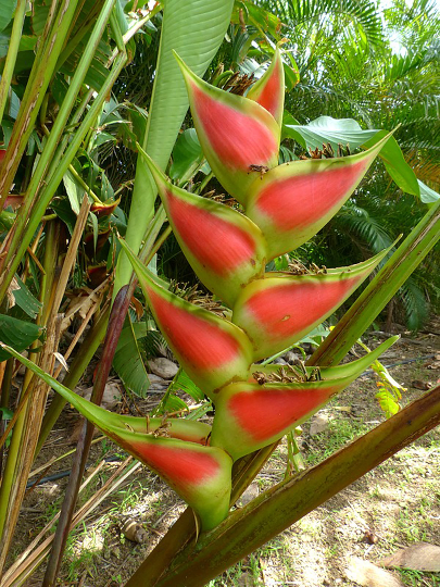 5 Graines heliconia- graine de balisier - semence heliconia - graines à planter -Mon Jardin Tropical- - plante exotique - fleur tropicale