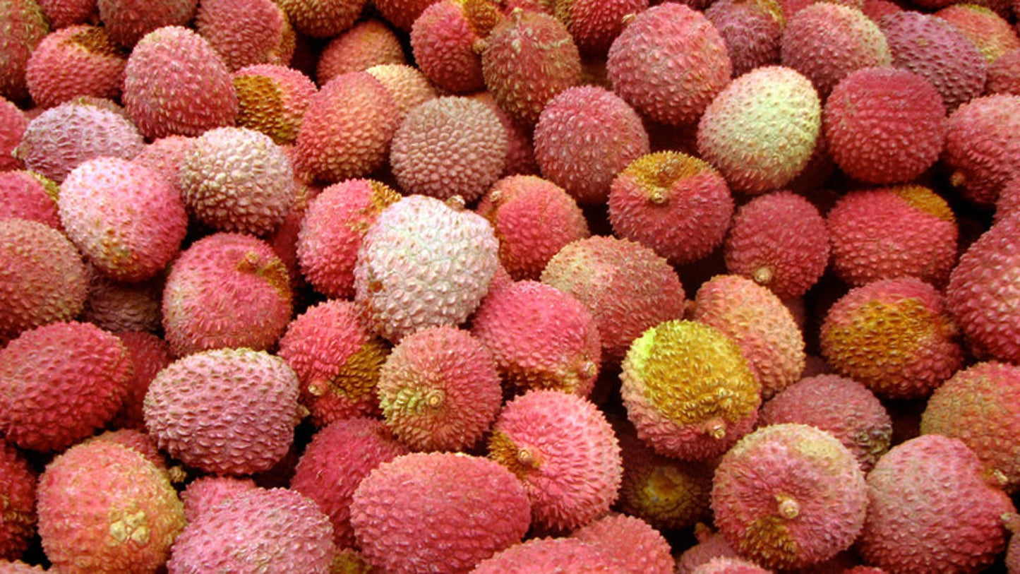 Graines Litchi fraîches- letchi-  Litchi chinensis - graines de « fruit » rares - litchi, rouge-blanc, sangsue, fraise de Chine, litchi, sapindacées, lichen