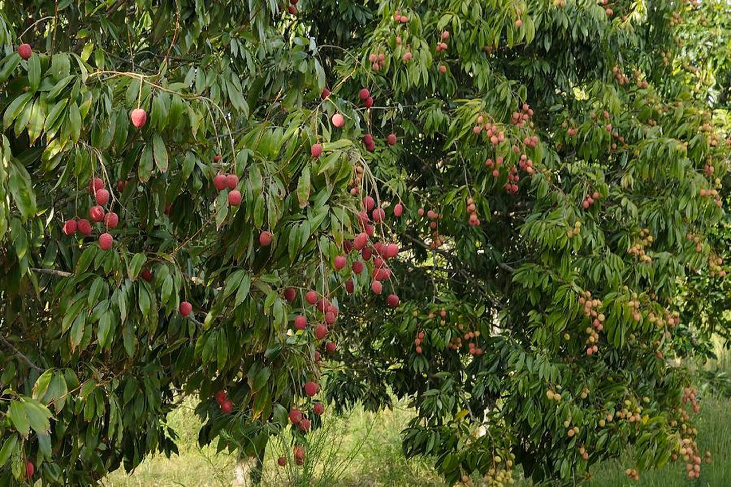 Graines Litchi fraîches- letchi-  Litchi chinensis - graines de « fruit » rares - litchi, rouge-blanc, sangsue, fraise de Chine, litchi, sapindacées, lichen