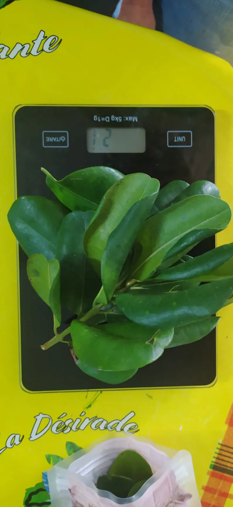 Feuilles fraîches de Bois d'Inde