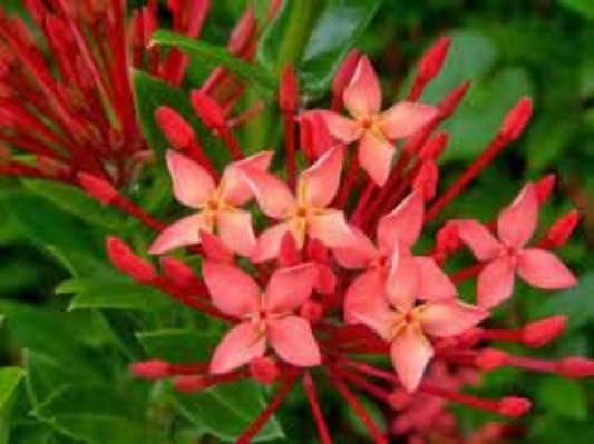 5 Graines d'ixora - Ixora coccinea- Hortensia du Japon - arbre torche - flamme de la jungle -Mon Jardin Tropical- -Jungle Flame