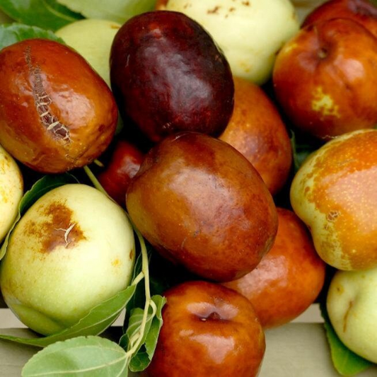 5 Graines de Jujubier - Pomme surette - Ziziphus mauritiana - Jujube - Azufaifo comun -  Zozzilo - gingeolier, dindoulier, chichourlier-Mon Jardin Tropical-