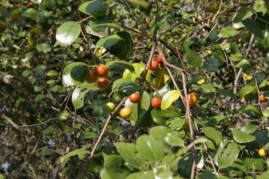 5 Graines de Jujubier - Pomme surette - Ziziphus mauritiana - Jujube - Azufaifo comun -  Zozzilo - gingeolier, dindoulier, chichourlier-Mon Jardin Tropical-