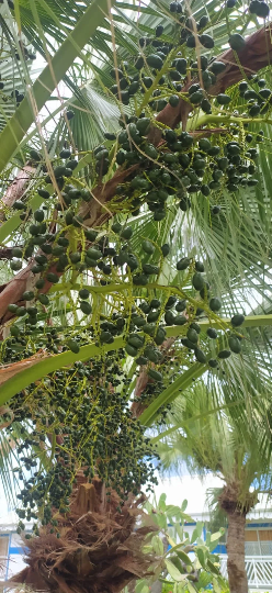 10 graines palmier Coccothrinax barbadensis ou latanier balai, latanier - Coccothrinax bardensis-Mon Jardin Tropical-