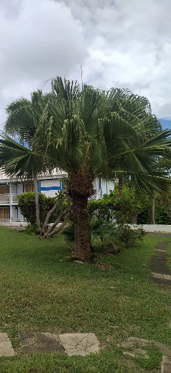 10 graines palmier Coccothrinax barbadensis ou latanier balai, latanier - Coccothrinax bardensis-Mon Jardin Tropical-