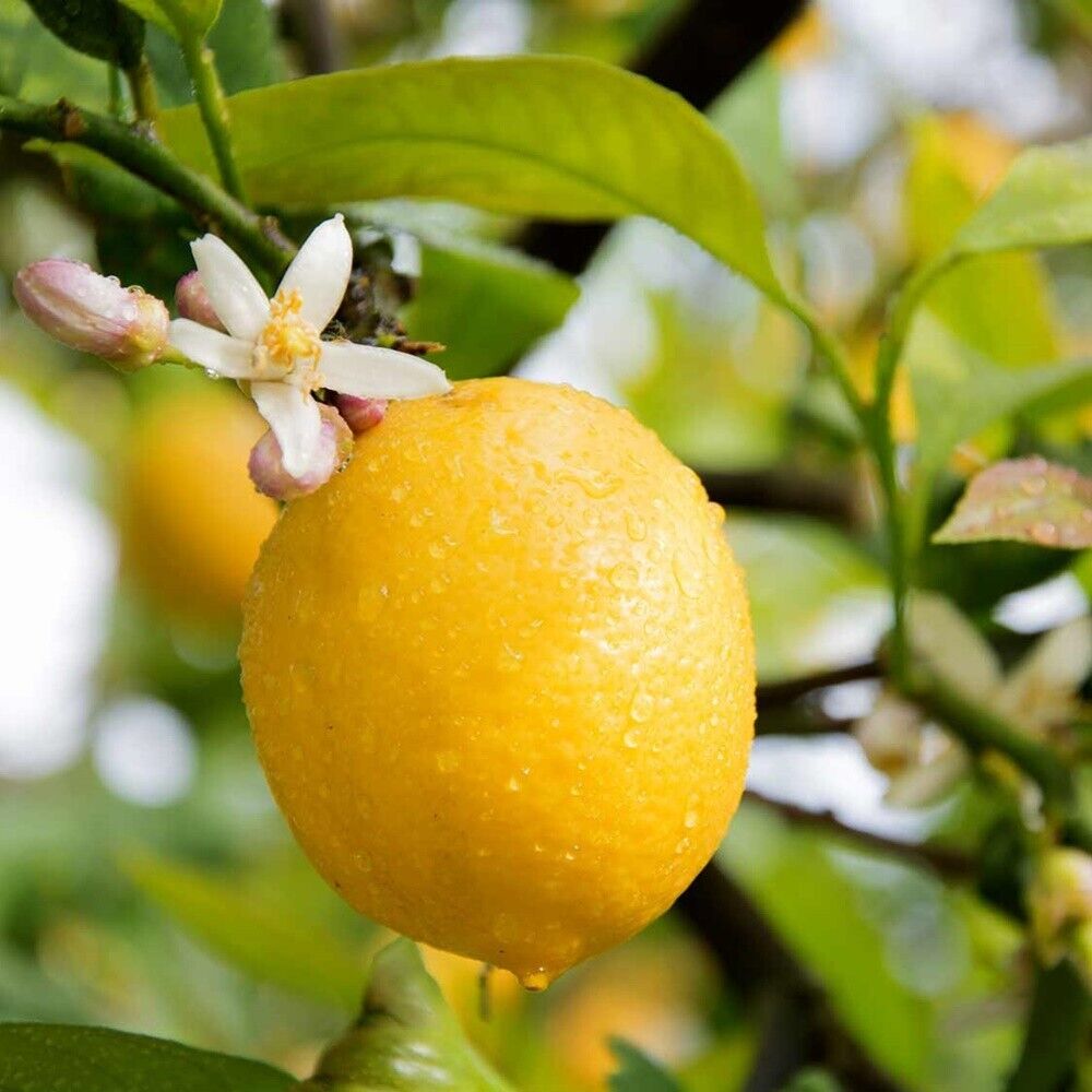 5 graines -  Semence de limon tropical - graines de citrus limon - jaune -Mon Jardin Tropical-