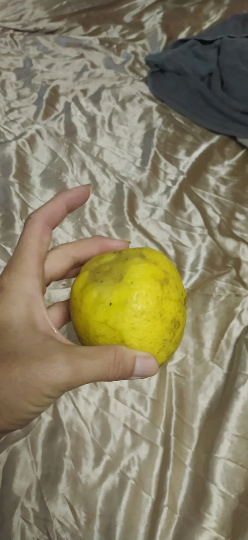 5 graines -  Semence de limon tropical - graines de citrus limon - jaune -Mon Jardin Tropical-