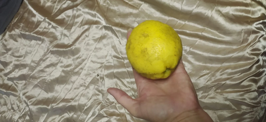 5 graines -  Semence de limon tropical - graines de citrus limon - jaune -Mon Jardin Tropical-