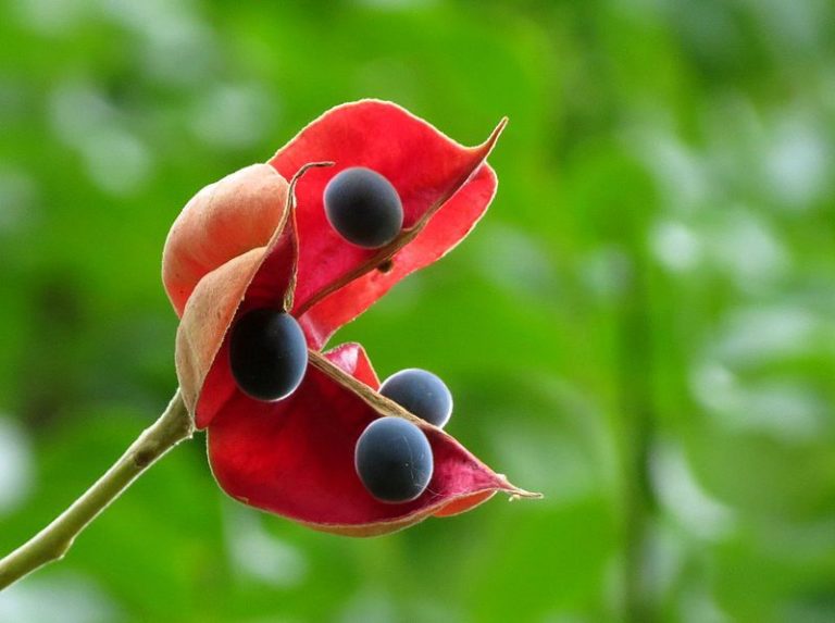 Mon Jardin Tropical- Graines de zanzibar Guadeloupe, Majidea zanguebarica – Perle de Zanzibar- graines de plantes,  graines grises -Perle velours - Black Pearl