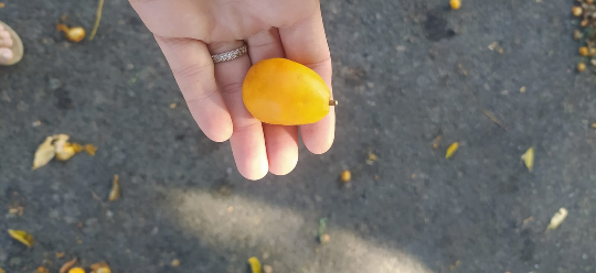 Mon Jardin Tropical- Graines de Mombin jaune  (Spondias mombin) - Lot 4  3 graines - Palm Beach Seed Company - graine à semer -garden - semences - guadeloupe -