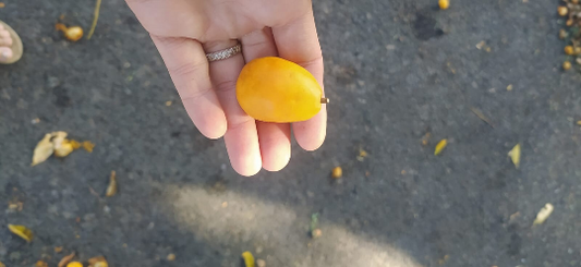 Mon Jardin Tropical- Graines de Mombin jaune  (Spondias mombin) - Lot 4  3 graines - Palm Beach Seed Company - graine à semer -garden - semences - guadeloupe -