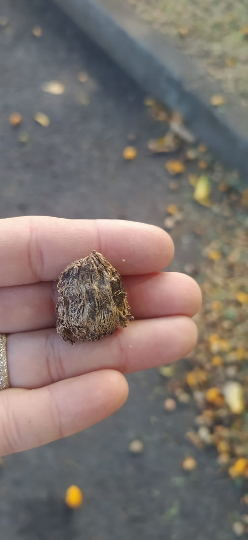 Mon Jardin Tropical- Graines de Mombin jaune  (Spondias mombin) - Lot 4  3 graines - Palm Beach Seed Company - graine à semer -garden - semences - guadeloupe -