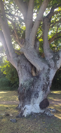 Mon Jardin Tropical- Graines de Mombin jaune  (Spondias mombin) - Lot 4  3 graines - Palm Beach Seed Company - graine à semer -garden - semences - guadeloupe -