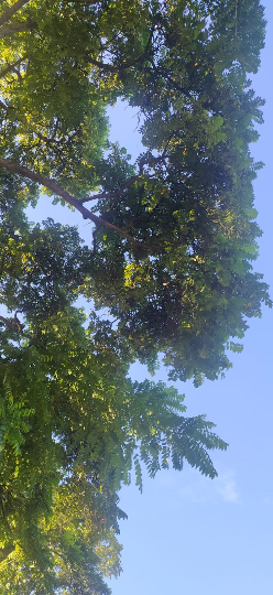 Mon Jardin Tropical- Graines de Mombin jaune  (Spondias mombin) - Lot 4  3 graines - Palm Beach Seed Company - graine à semer -garden - semences - guadeloupe -