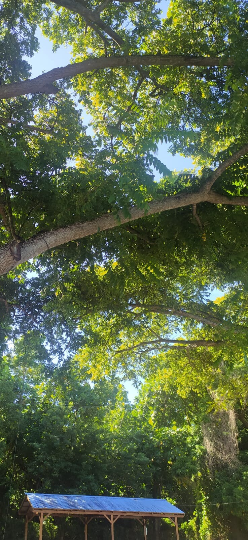 Mon Jardin Tropical- Graines de Mombin jaune  (Spondias mombin) - Lot 4  3 graines - Palm Beach Seed Company - graine à semer -garden - semences - guadeloupe -